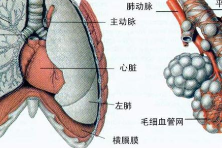 秋季养肺吃西洋参好吗？西洋参适合秋季滋补吗？