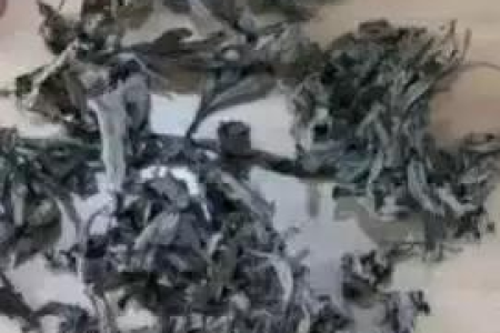 秋天吃艾草安全吗？秋季艾草的药用价值和食用方法