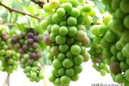 秋天吃青葡萄的益处和坏处是什么？值得一读