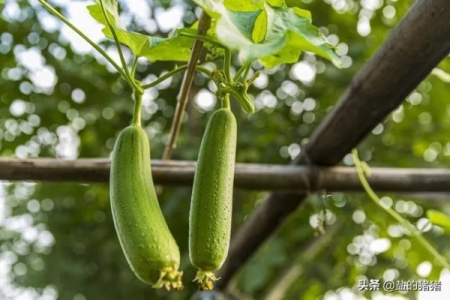 担心秋季吃丝瓜掉头发？看看专家怎么说