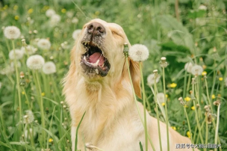 狗狗打喷嚏是怎么回事？常见的几种原因及应对方法