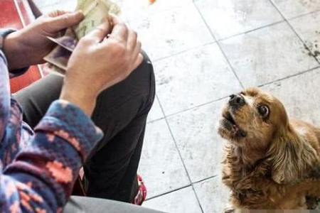 幼龄犬吃什么零食最健康？挑选零食的实用技巧