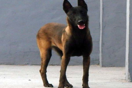 马犬有大型犬和小型犬吗？影响马犬体型的关键因素有哪些