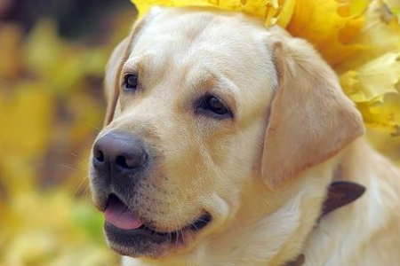 狗狗到老了容易患哪些疾病？老年犬疾病防治指南