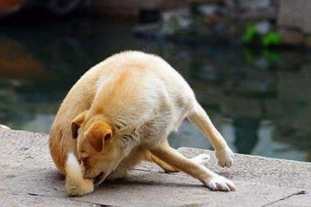 狗狗咬尾巴的原因及有效的行为纠正方法