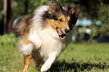 苏格兰牧羊犬适合哪些家庭？深度分析告诉你！