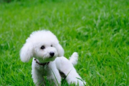 小型犬真菌皮肤病：居家治疗及注意事项
