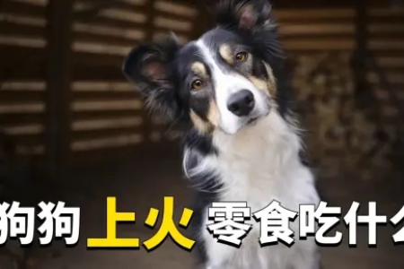 还在为狗狗上火发愁？这些降火食物帮到你！