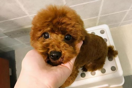 想知道你的泰迪犬够不够聪明听话吗？看看这几个表现就知道