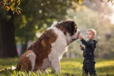 看一只猛犬如何治愈你：它的成长故事