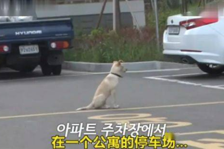 狗子家门口乘凉遇车祸！女司机碾压后竟逃之夭夭