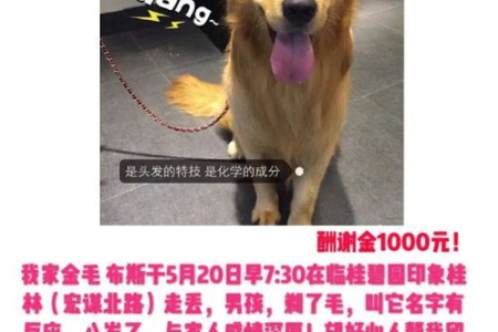 新宾寻狗启事：捡到狗狗，急寻失主！