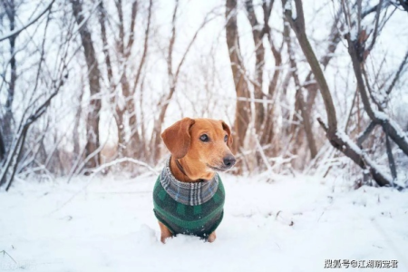 狗狗穿衣服保暖吗？不同犬种冬天穿衣指南