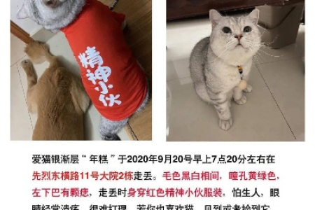 急寻爱猫！附近同城宠物丢失，提供线索必有重谢！