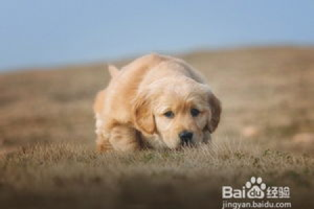 训练金毛幼犬的最佳时间是几个月？新手训练指南