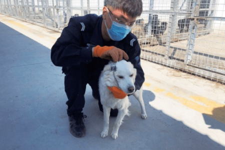 呼和浩特犬类留检所地址及联系方式大全