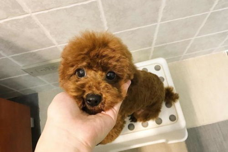为什么泰迪犬不受欢迎？几乎没人养泰迪的真正原因是什么？