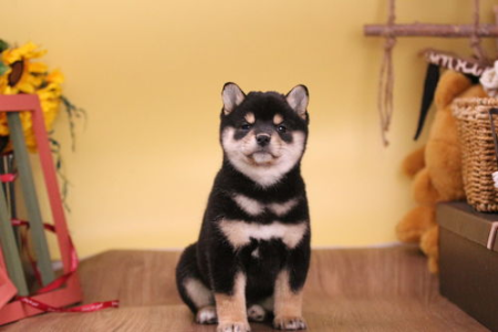 小柴犬洗澡频率及方法：保证干净又健康的小妙招
