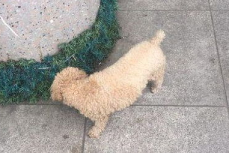 心疼流浪狗，但为什么不领养回家？这些现实问题不得不考虑