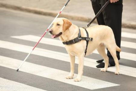 5名盲人+导盲犬，赴海底捞的暖心迷路记