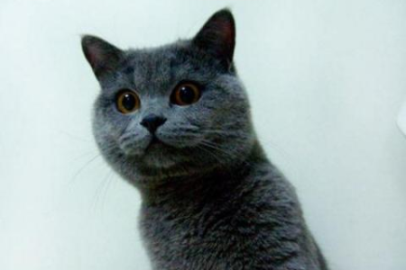 猫咪挨打为何一动不动？详解猫咪的恐惧与顺从