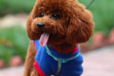 犬中贵族巨贵犬：高贵气质与忠诚性格的完美结合