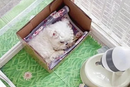 狗狗尿垫笼子内放还是外放？新手必看实用指南