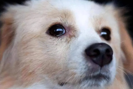 狗狗泪痕是吃盐导致的吗？狗狗不吃盐真能消除泪痕？