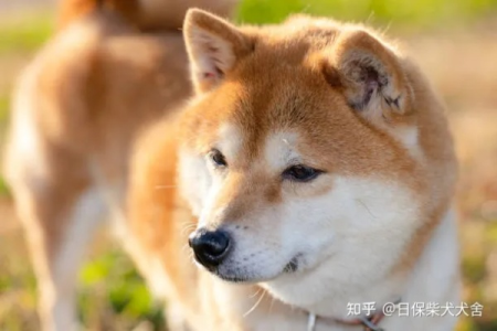 秋田犬和柴犬的区别：哪个犬种更好看？