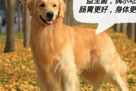 狗狗拉稀了还能喂它东西吃吗？不同情况下的喂食建议