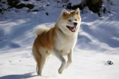 你见过网上最帅的秋田犬吗？这里有答案！