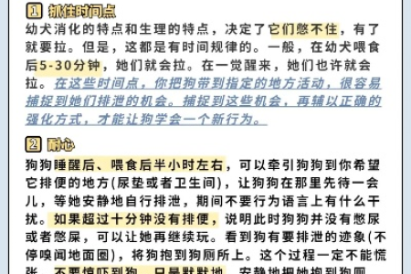 幼犬训练顺序及方法：新手爸妈必看实用指南