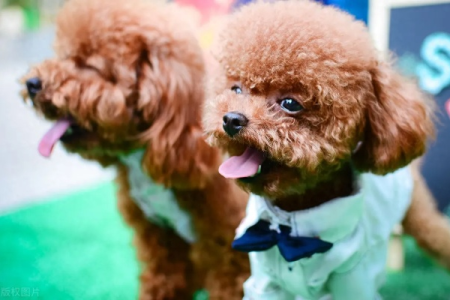 揭秘养贵宾犬的5大难题，别再被骗了！