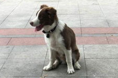 走丢的边牧犬找回来了吗？失而复得的喜悦分享