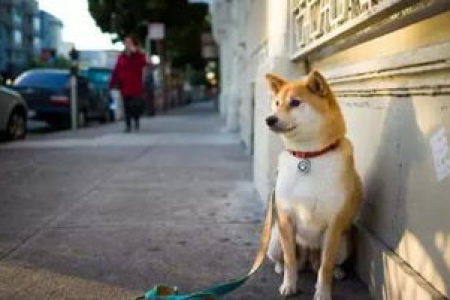 柴犬突然不理人？这背后隐藏着什么秘密？