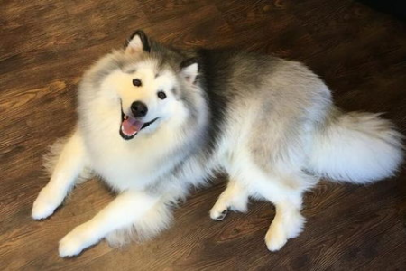 阿拉斯加犬到底有多聪明？智商排名真的垫底吗？
