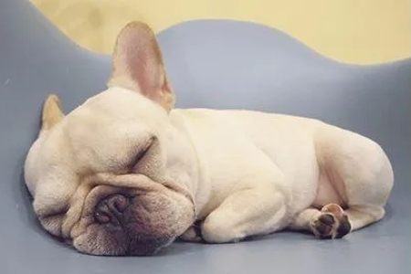 法国斗牛犬睡多久才健康？揭秘法斗睡眠规律及时长