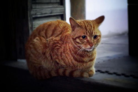 是不是有人真的不适合养猫？养猫的现实问题及经济压力分析