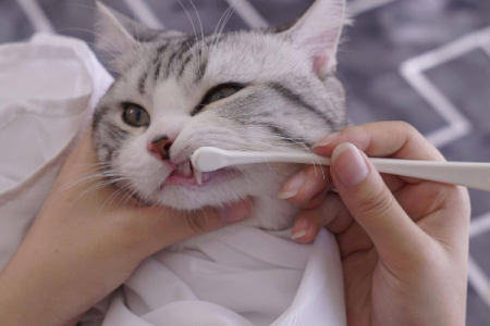 猫咪的牙齿清洁很重要！你了解猫咪的洁牙方式吗？