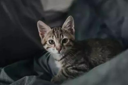 对猫咪猫毛过敏自测：6个症状判断你是否过敏