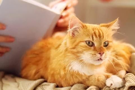 没想到！养猫竟有这13个科学证明的好处，你都知道吗？