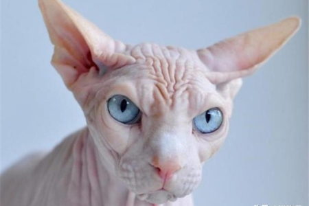 无毛猫与普通猫的饲养方法有何不同？新手必读