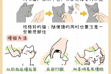 养猫必看的十种方法：新手铲屎官必备指南