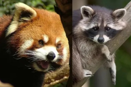 小熊猫跟浣熊的科属区别是什么？它们是近亲吗？