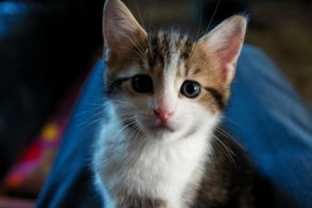 猫咪离家三个月未归，如何提高找回概率？