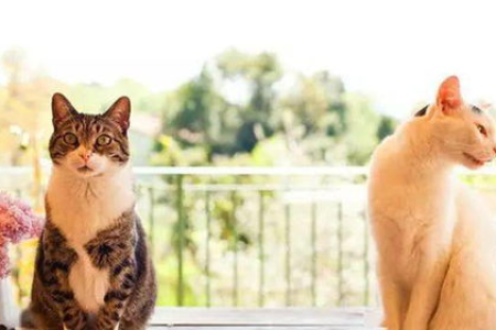 教你养猫如何避坑又省钱：新手铲屎官必看省钱指南