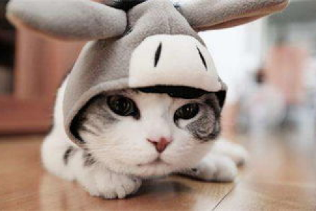 瘦下来的蓝猫母猫颜值有多高？猫界地位如何？