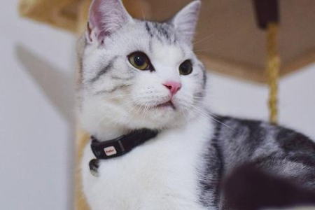 猫咪经常在家呆着可以吗？长期室内饲养对猫咪健康的影响