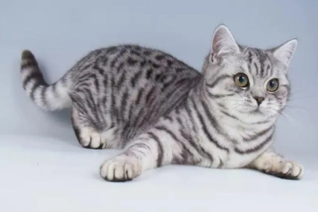 哪种猫最老实最听话？适合新手饲养的猫咪品种推荐！