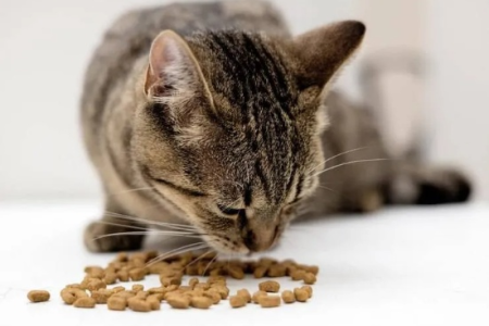 想给猫咪换猫粮？无谷粮猫粮的优缺点全面解读